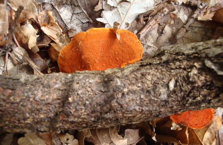 Nördlicher Zinnoberschwamm (Pycnoporus cinnabarinus) - © Bernard Wieser